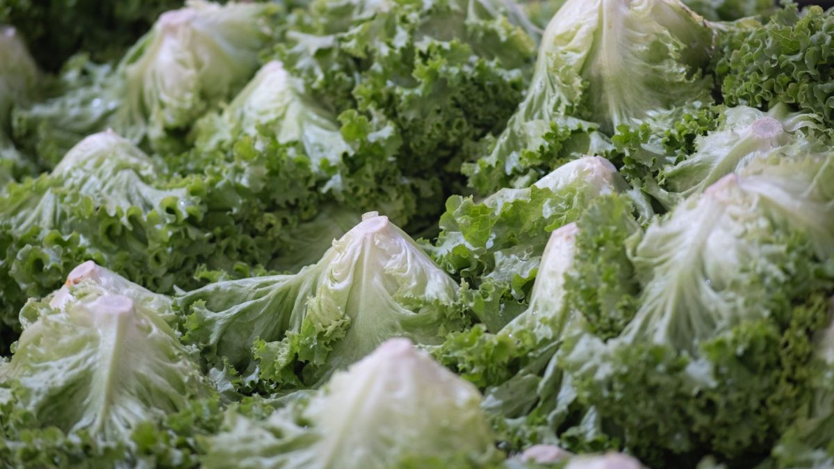 Taylor Farms ถอนผักกาดหอมจากตลาดสหรัฐฯ หลังพบการระบาดของเชื้อไซโคลสปอรา