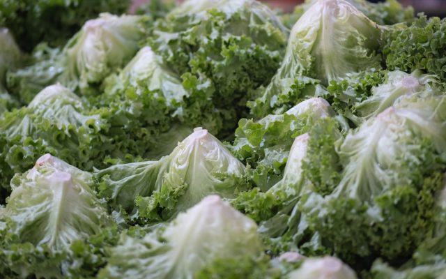Taylor Farms ถอนผักกาดหอมจากตลาดสหรัฐฯ หลังพบการระบาดของเชื้อไซโคลสปอรา