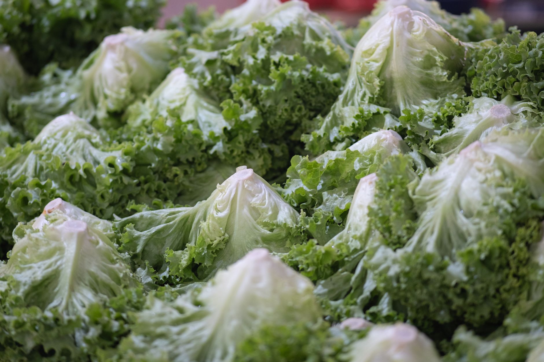 Taylor Farms ถอนผักกาดหอมจากตลาดสหรัฐฯ หลังพบการระบาดของเชื้อไซโคลสปอรา