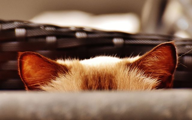 ประวัติ DHCP Snooping — ลึกซึ้ง ตอน 2