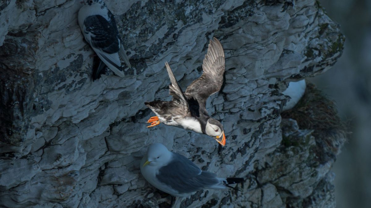 เปิดตัว Robo-Puffin นกจำลองที่สามารถบินและดำน้ำได้