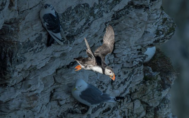 เปิดตัว Robo-Puffin นกจำลองที่สามารถบินและดำน้ำได้
