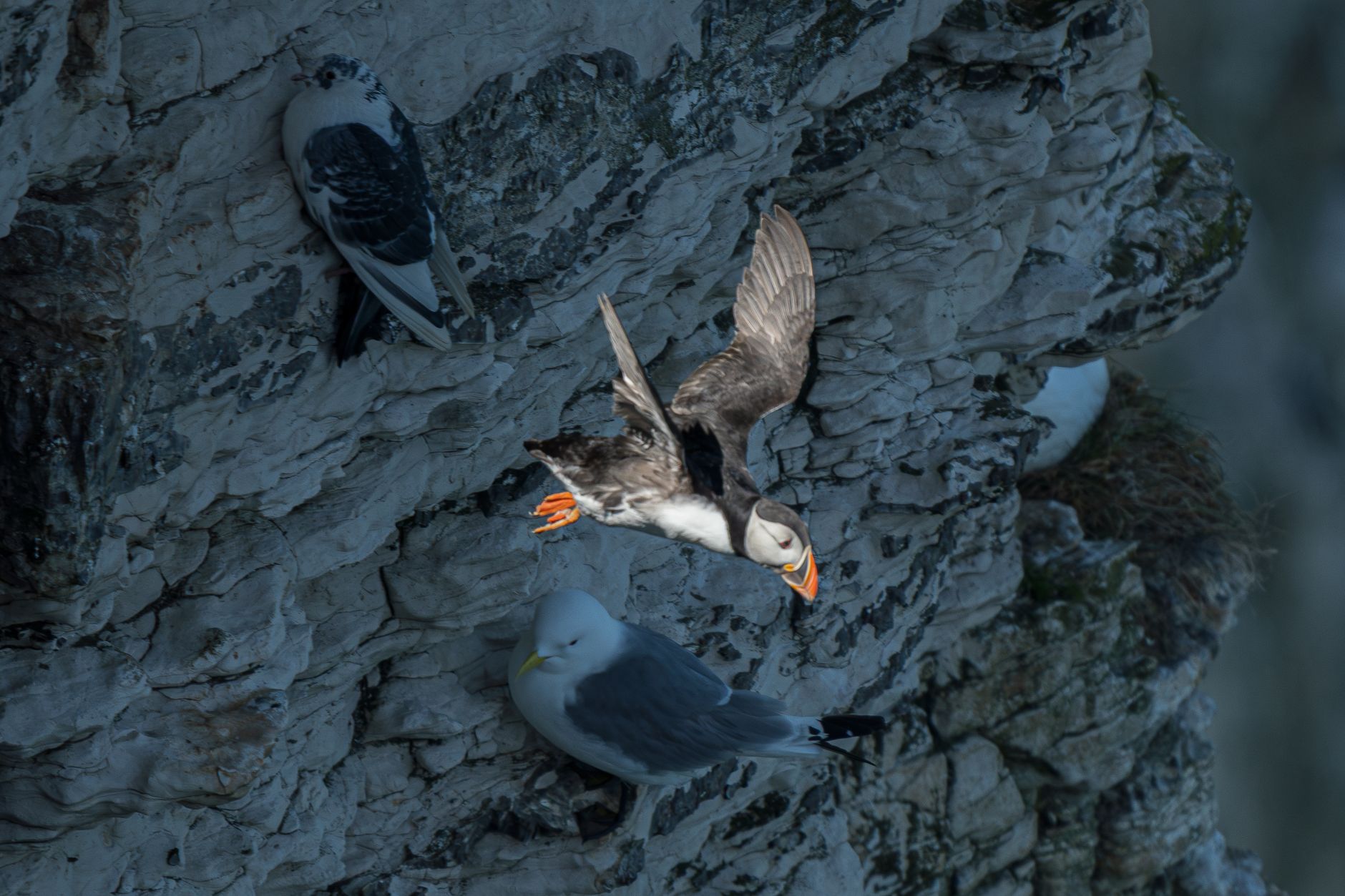 เปิดตัว Robo-Puffin นกจำลองที่สามารถบินและดำน้ำได้
